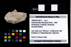 Foto (Objekt + Etikett) von Goniodromites bidentatus (Reuss, 1858)  (NHMW-GEO-1990-0041-0071)